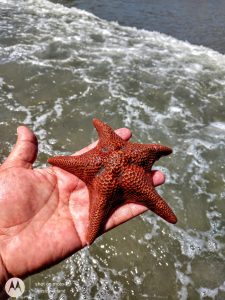 Avila Beach, starfish