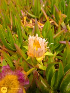 surf beach iceplant flowers